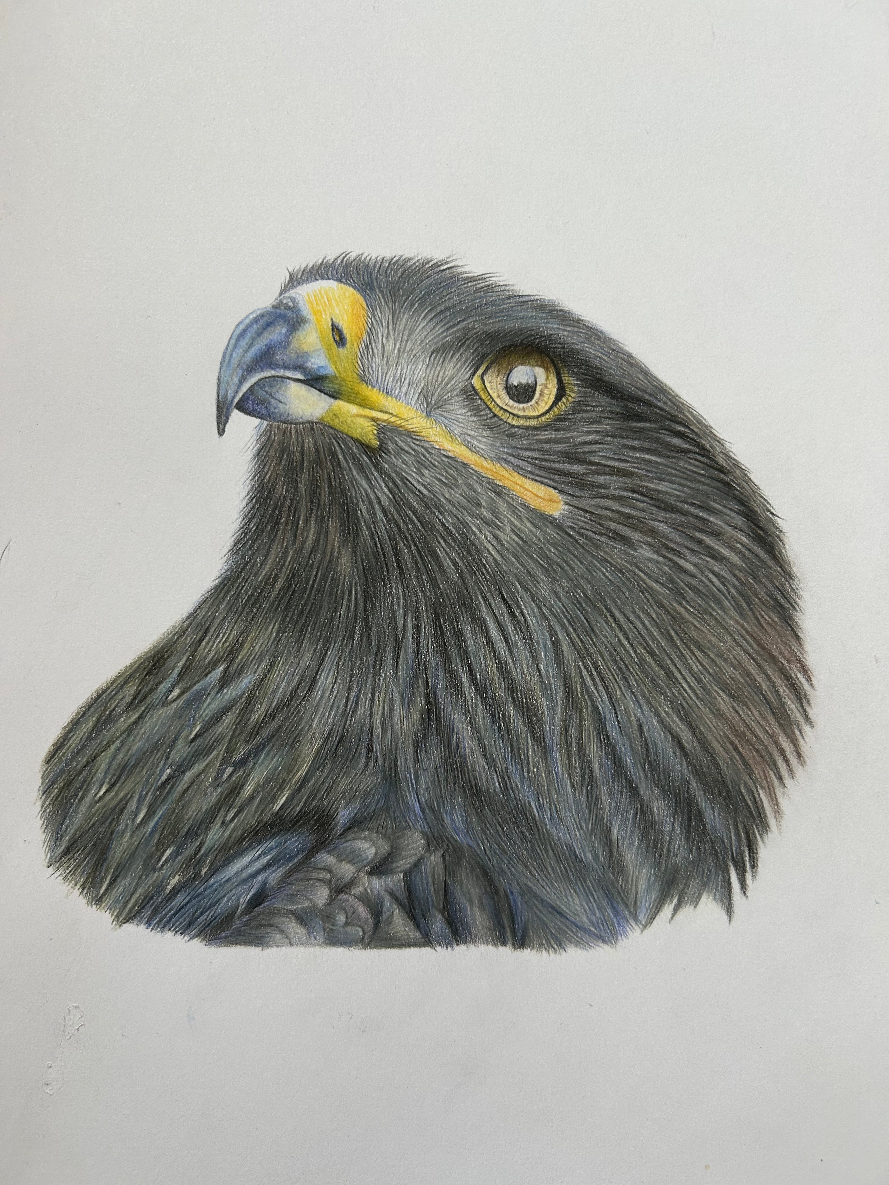 Portrait Adler