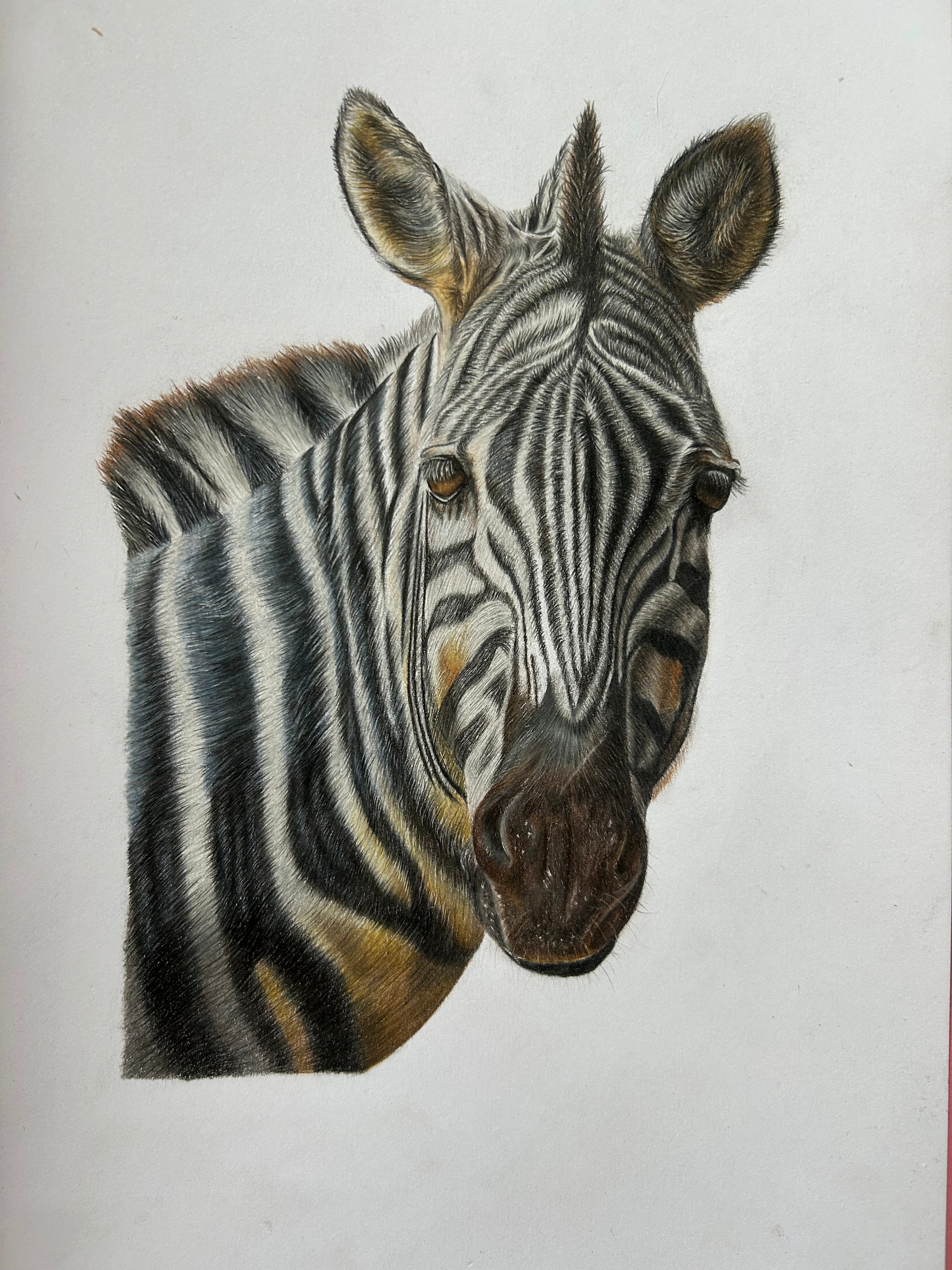 Zebra Tierportrait